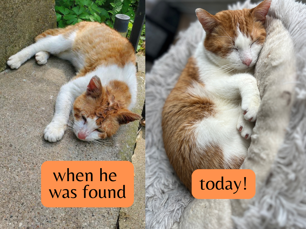 Support Bernie’s Life-Saving Surgery campaign photo, 7 of 8