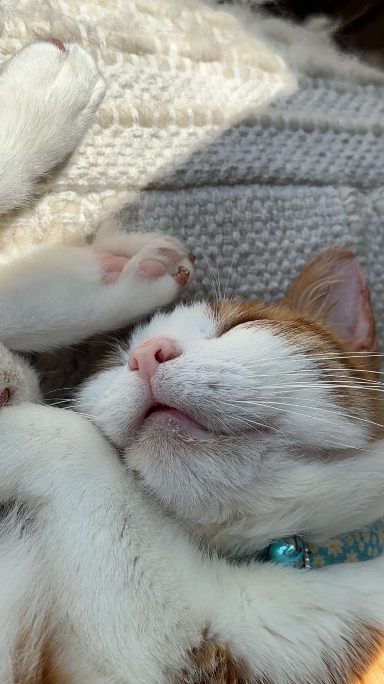 Support Bernie’s Life-Saving Surgery campaign photo, 2 of 8