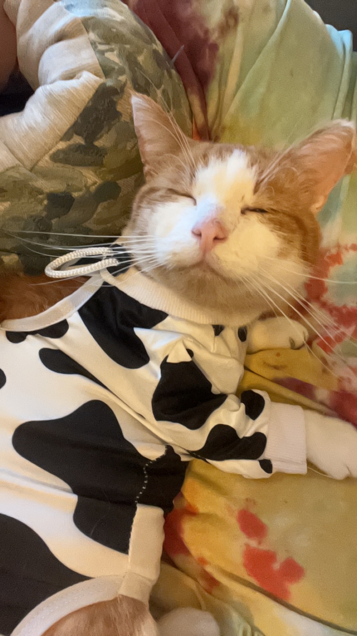 Support Bernie’s Life-Saving Surgery campaign photo, 4 of 8