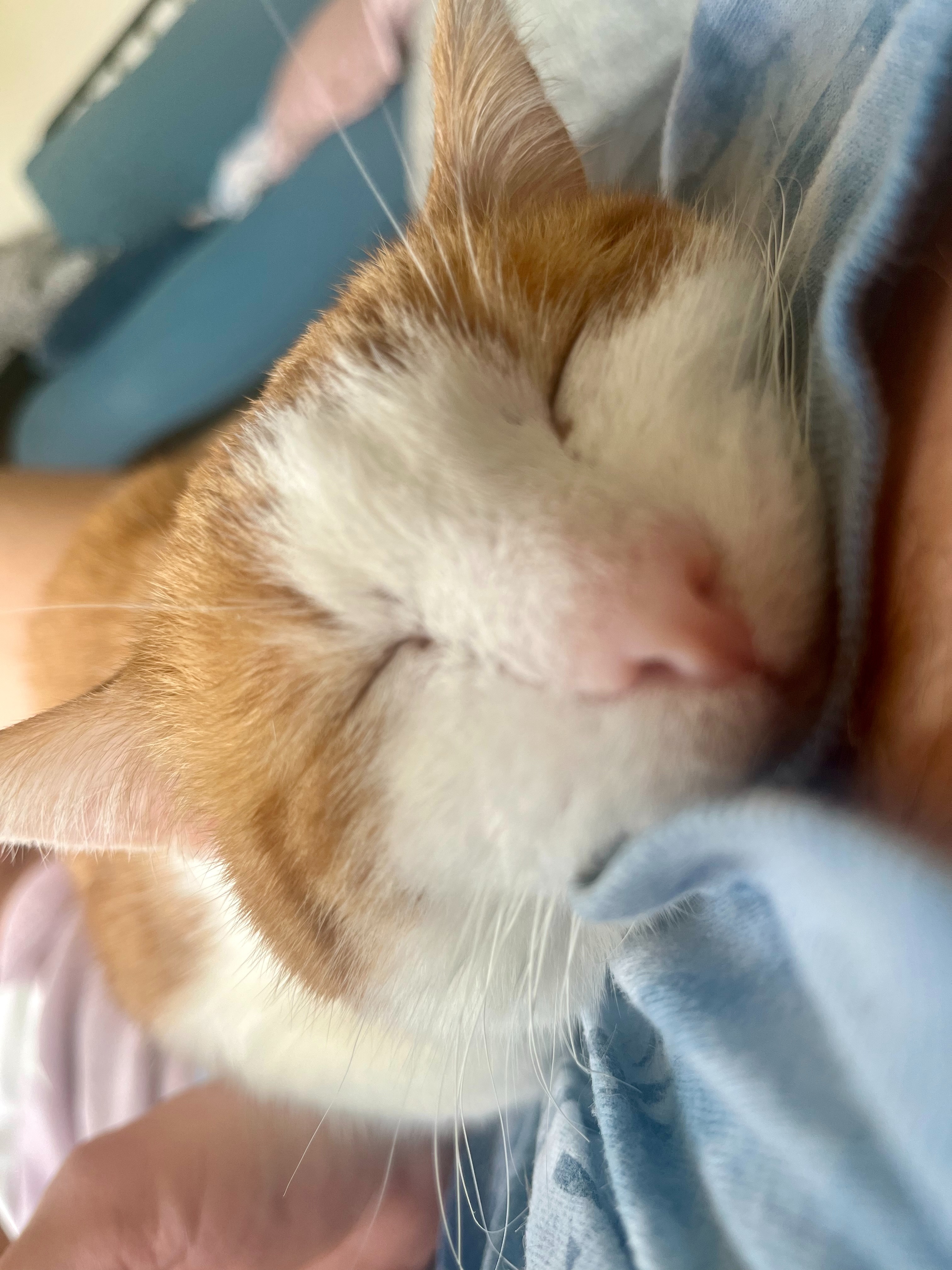 Support Bernie’s Life-Saving Surgery campaign photo, 5 of 8