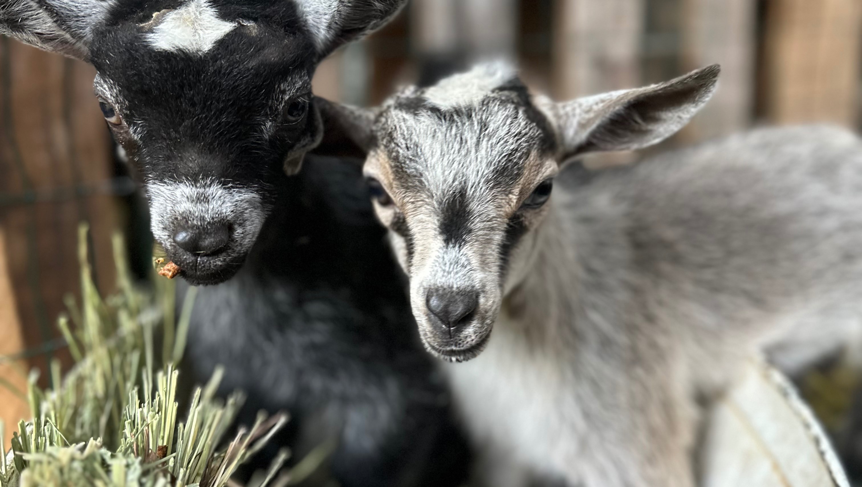 Help Bonnie's Rescue Farm Rise After the Storm