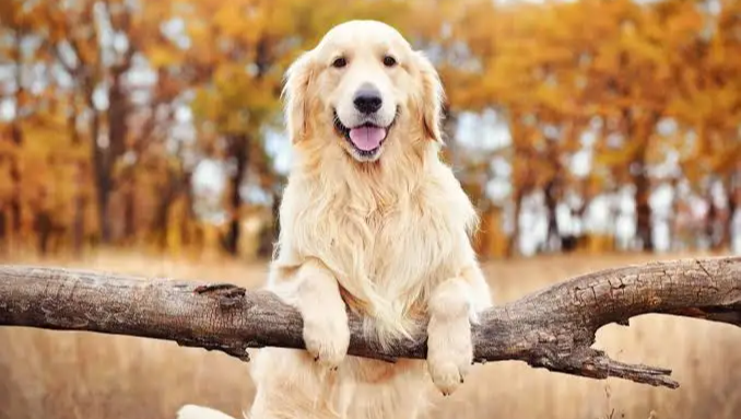 please Donate Some Money For A Golden Retriever. photo