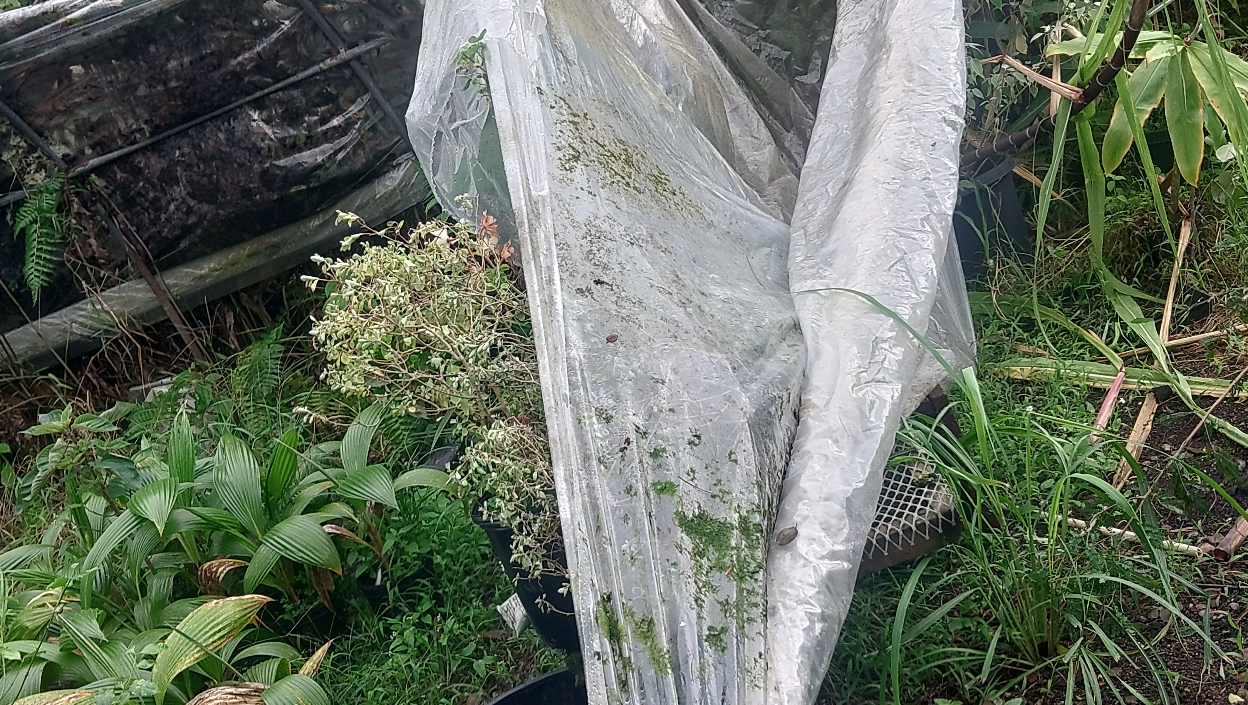 Help rebuild Greenhouses for Hawaiian Plants after storm