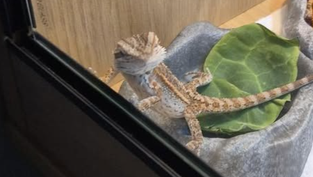 Make Charmander’s Life Extra Special photo