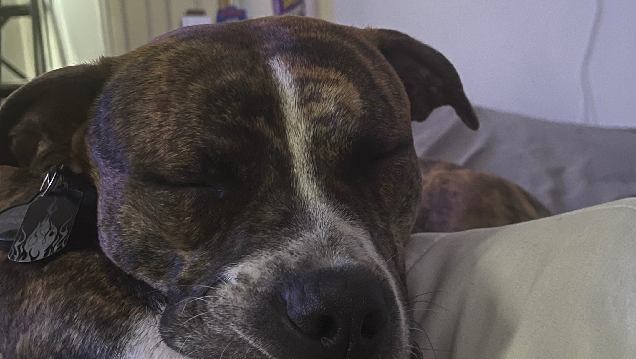 Help Legoshi Get The Care He Needs