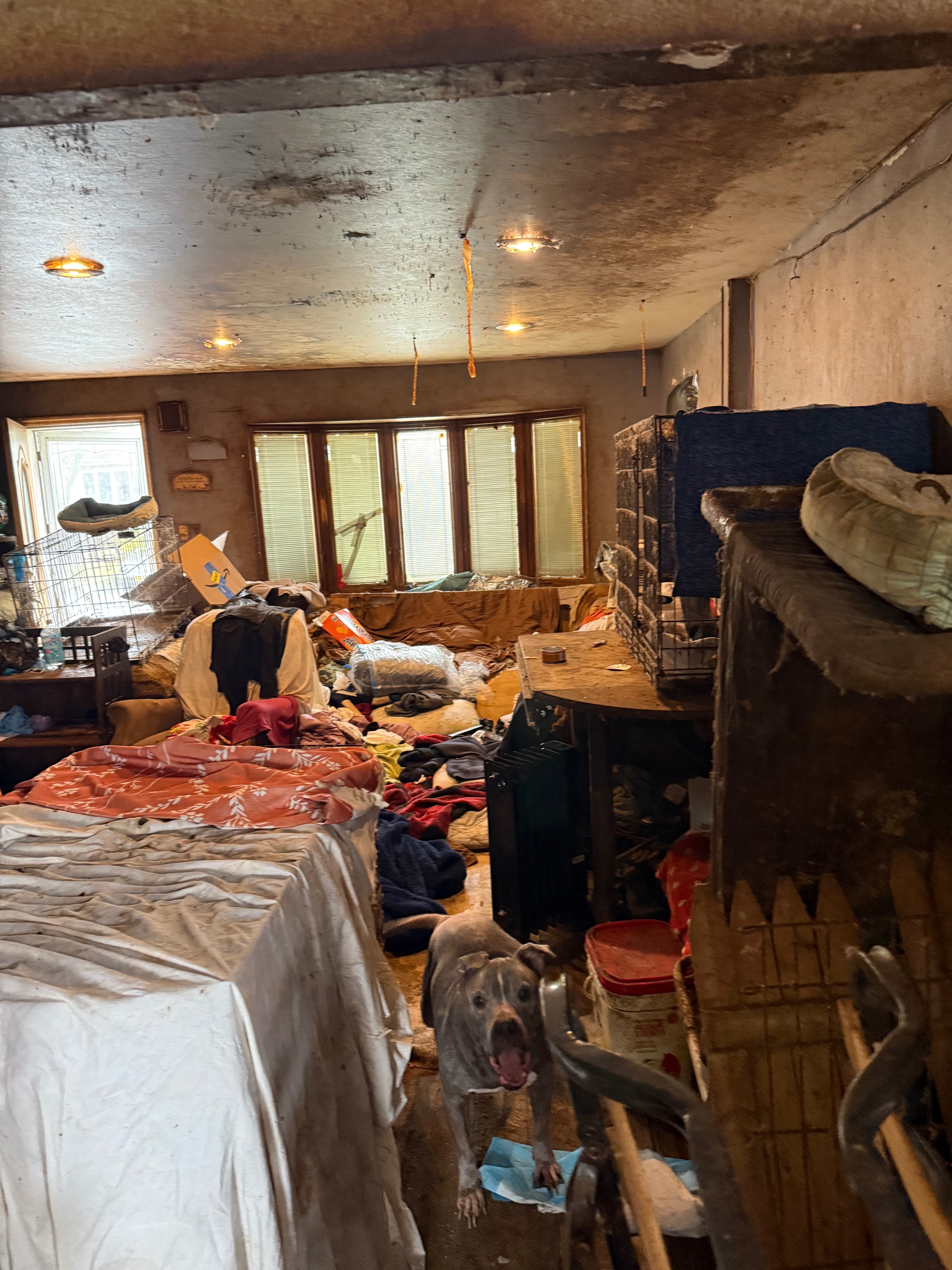 Help Save Animals from a Hoarding Nightmare campaign photo, 5 of 7