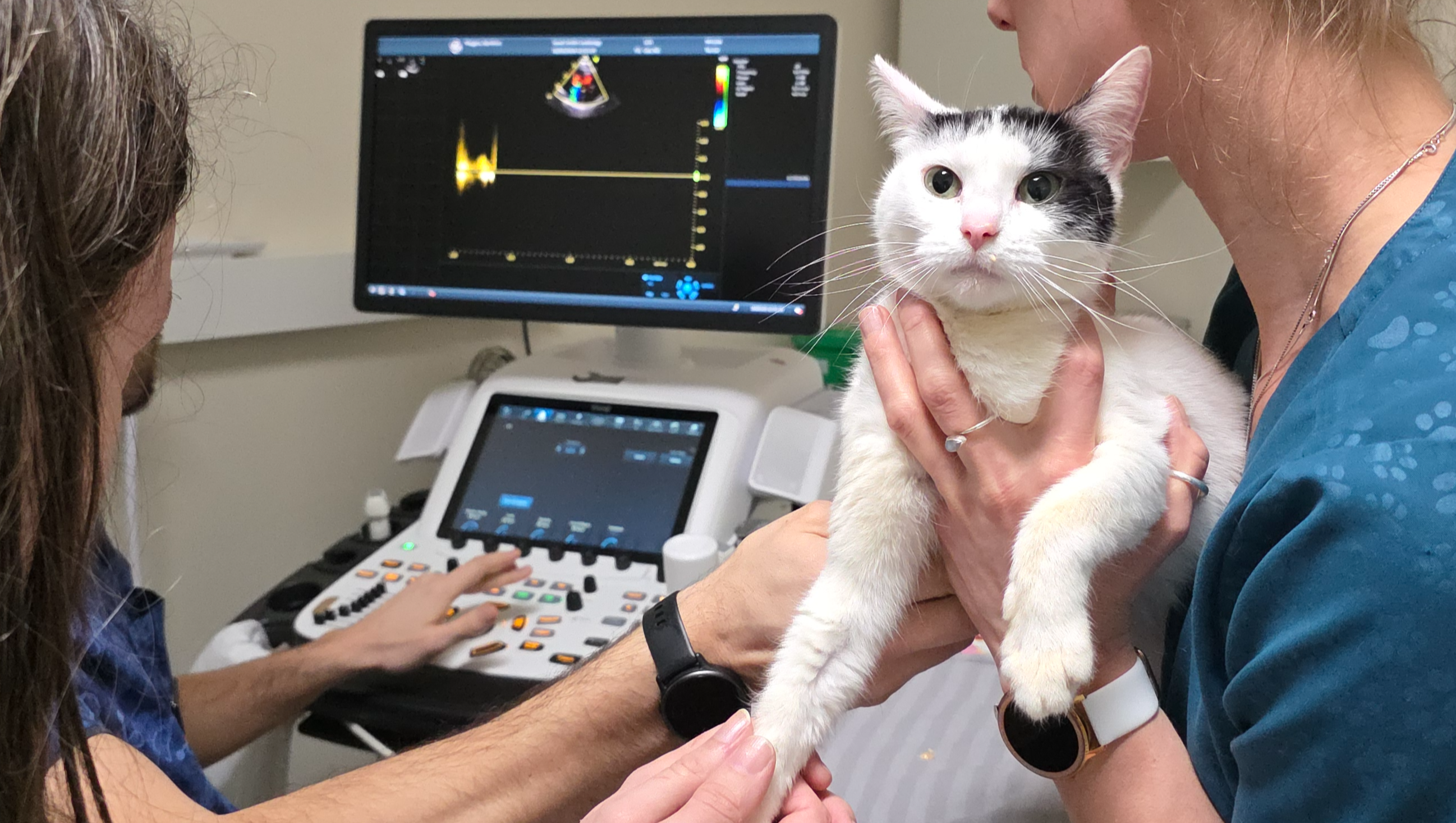 Donate to Our emergency fund for disabled cats is almost gone, organized by Holly's Merry Moggies