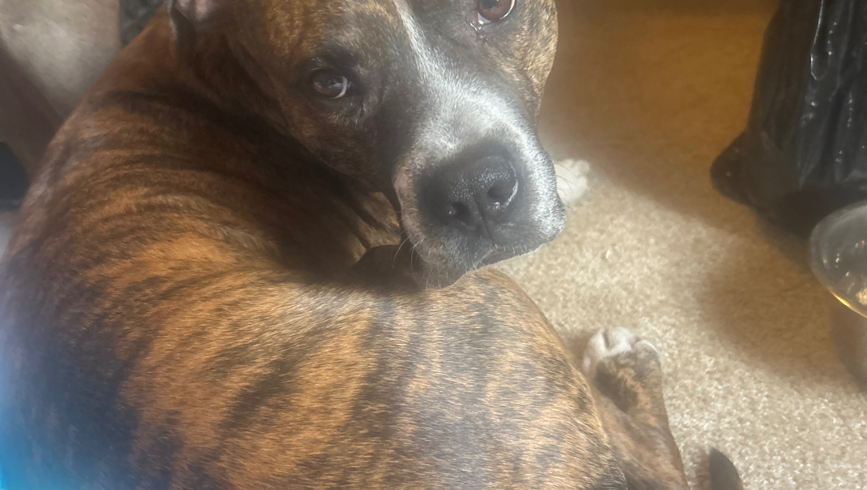 Help My Dog Get Urgent Vet Care