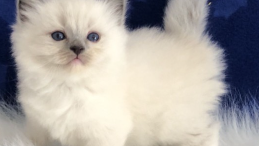 Emotional Support Ragdoll. photo