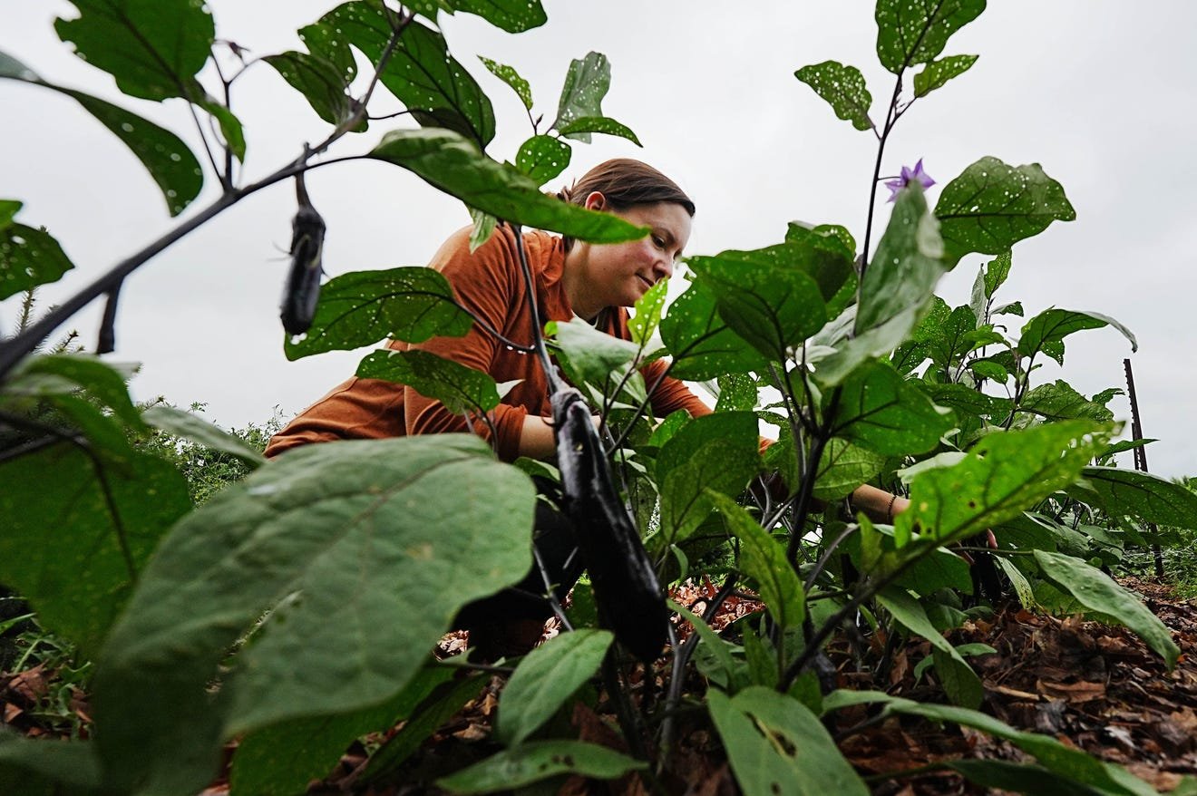 Help Our Mustard Seed Grow campaign photo, 5 of 8