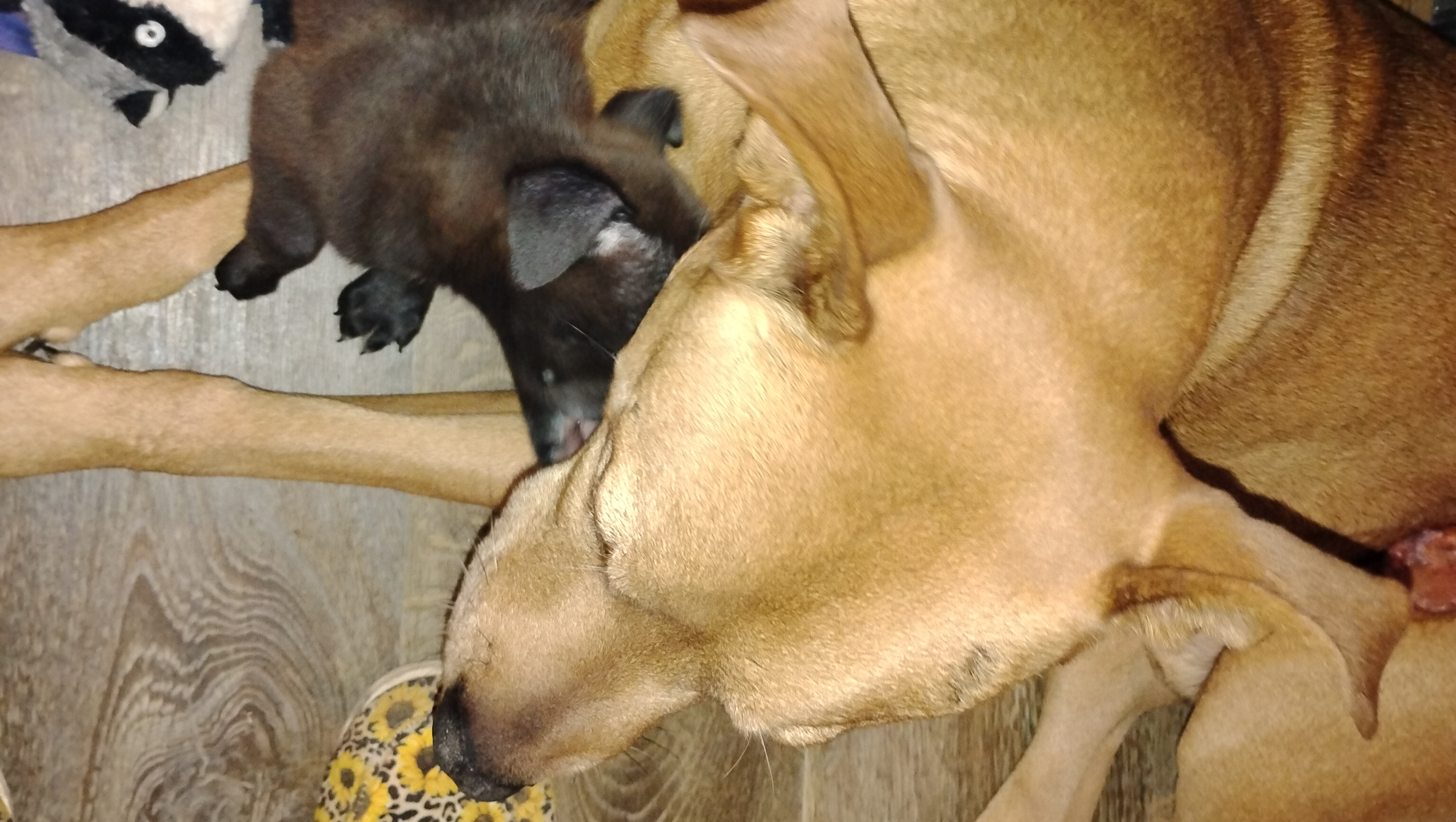 Healing for Scrappy: Surgery Fundraiser photo