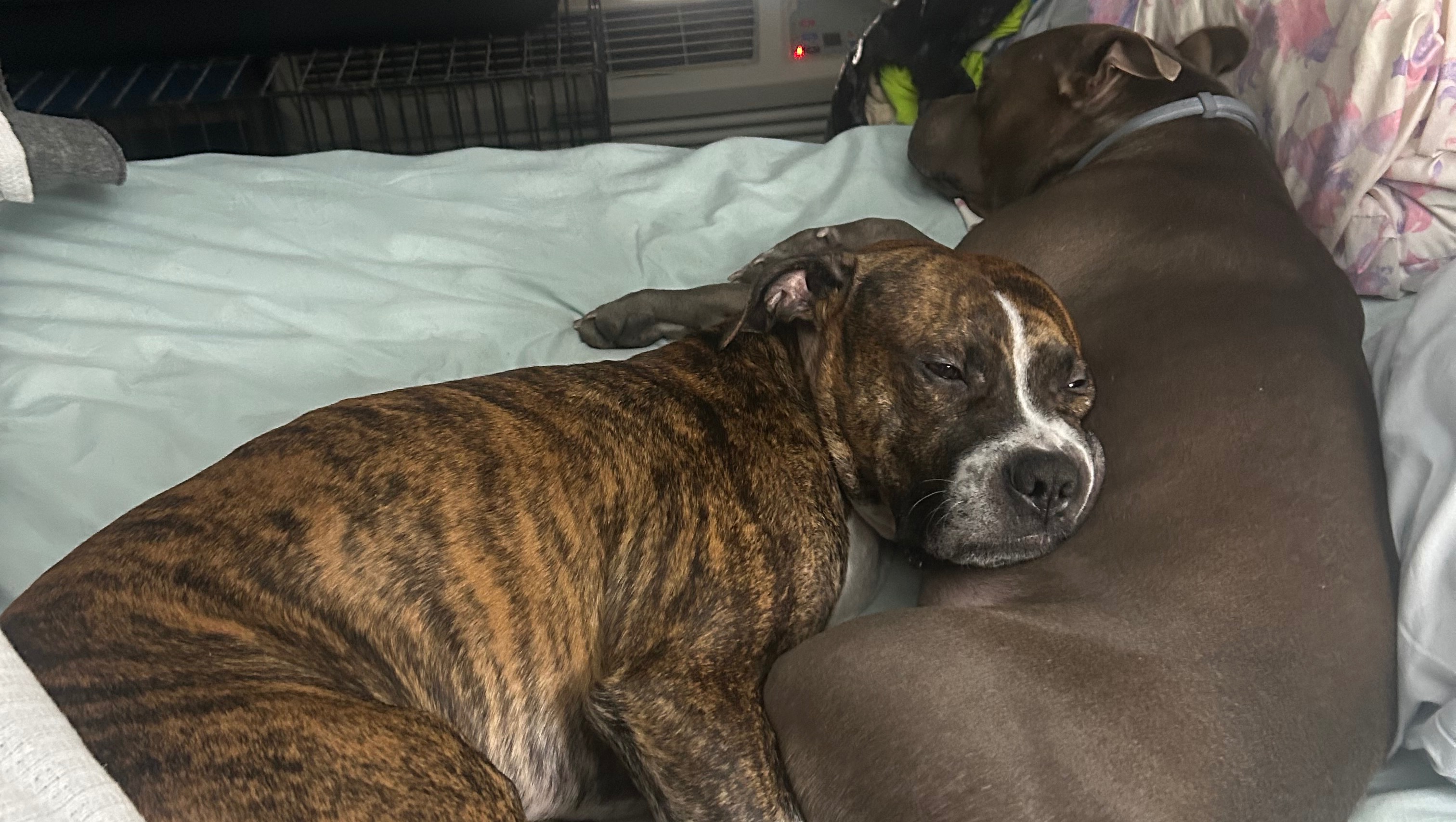 Help with vet visits and other medical expenses