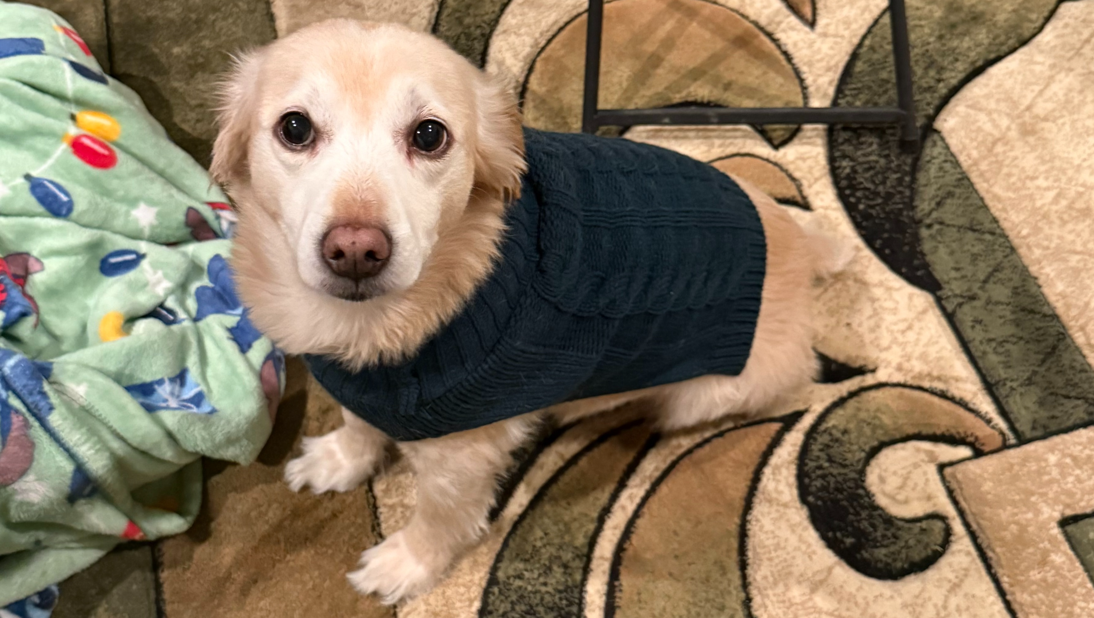 Help Save Nigel: Support His Cancer Treatments photo