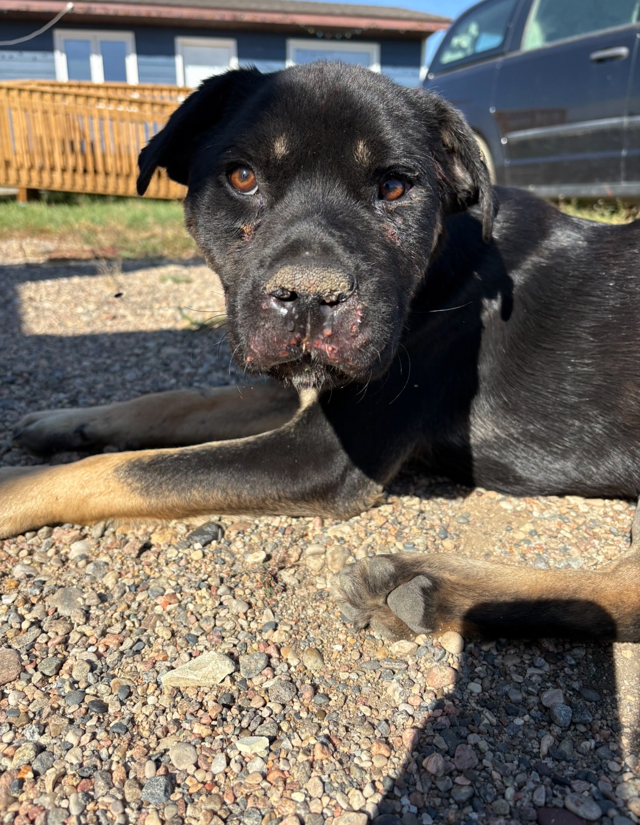 Desperate Help Needed For Vet Care campaign photo, 2 of 8