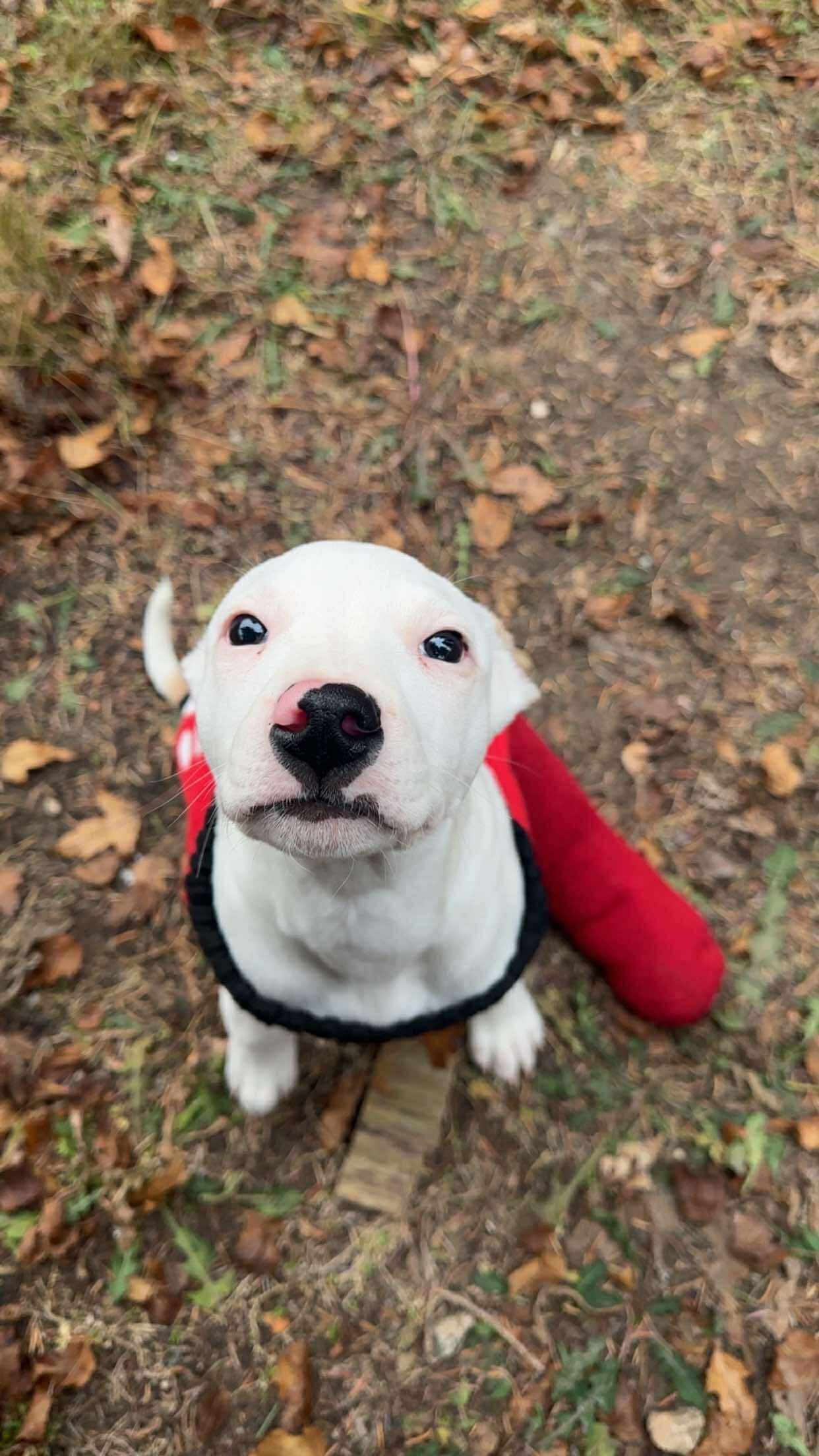 Desperate Help Needed For Vet Care campaign photo, 4 of 8