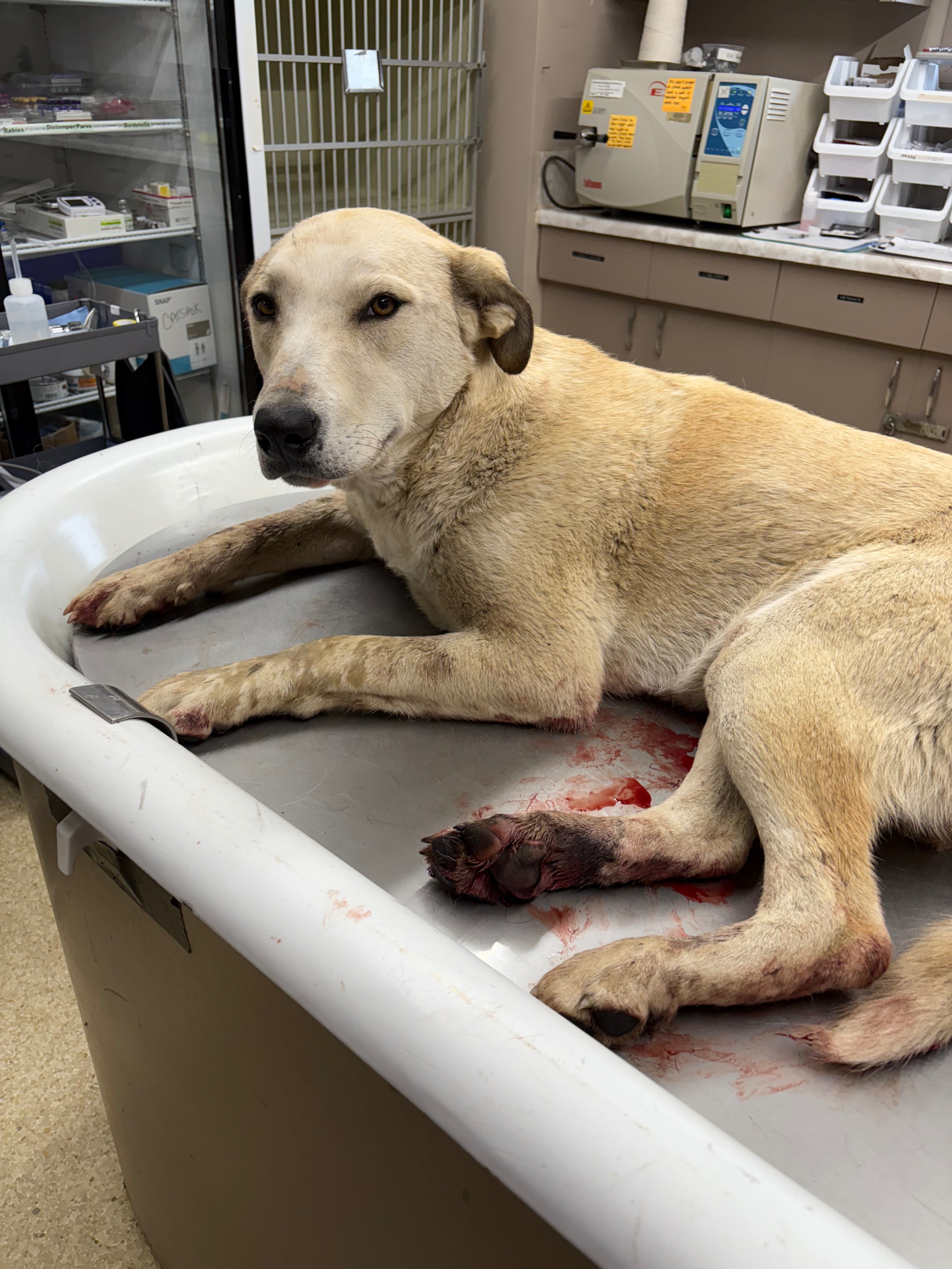 Desperate Help Needed For Vet Care campaign photo, 5 of 8
