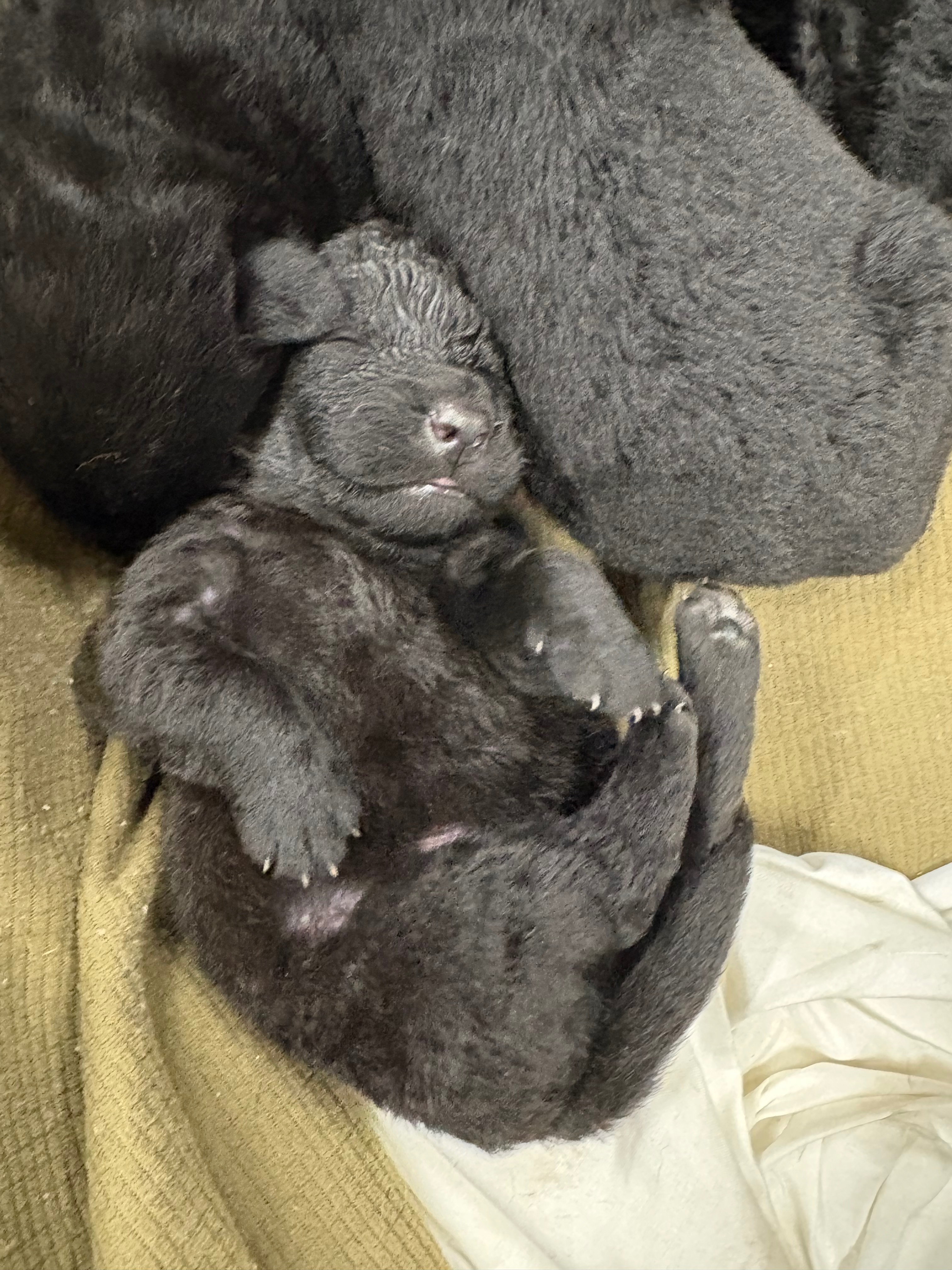 Desperate Help Needed For Vet Care campaign photo, 6 of 8
