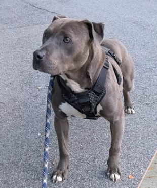 Support Paulie’s Heartworm Treatment Journey campaign photo, 6 of 8