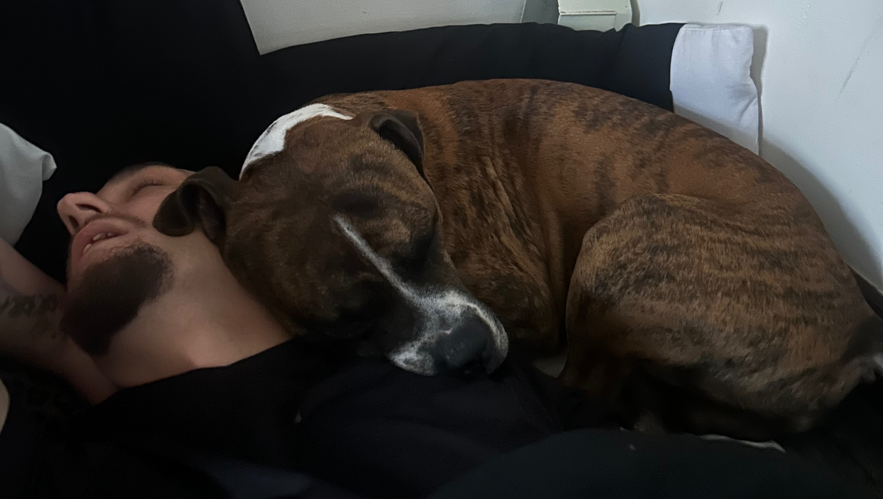 Help My Dog Get Urgent Vet Care