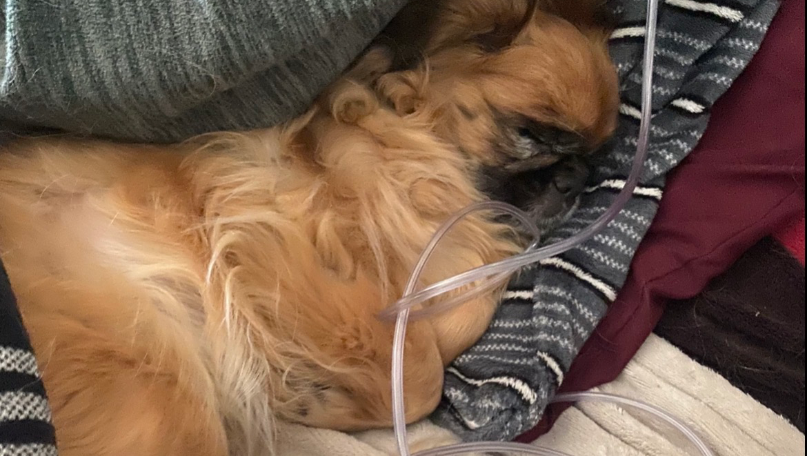 Bitte helft uns das leben von meiner Oma ihr Hund zu retten photo