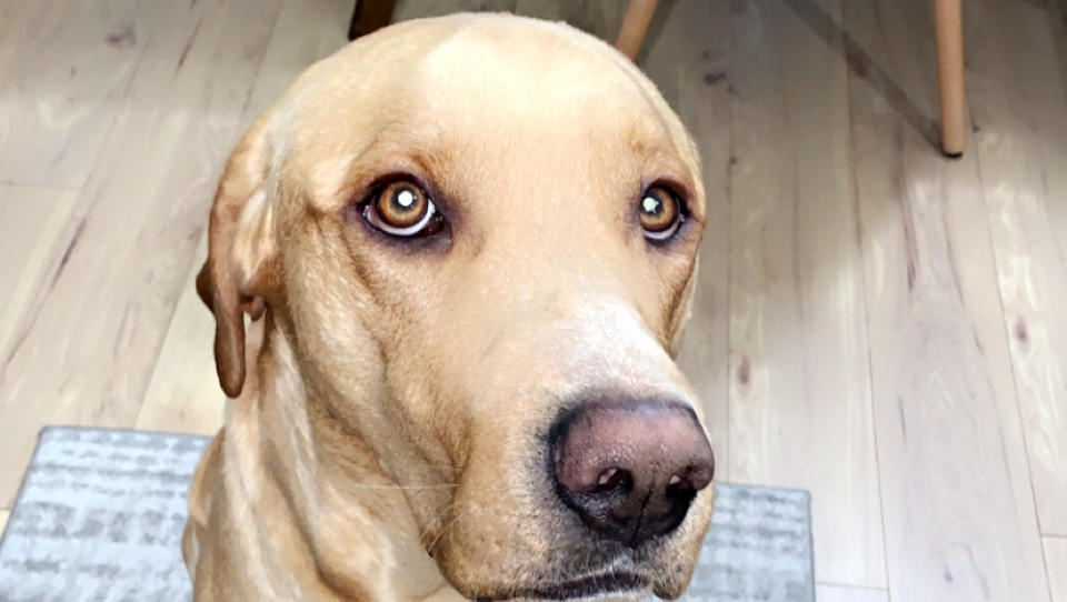 Help Kobe with his Cancer treatment!! photo