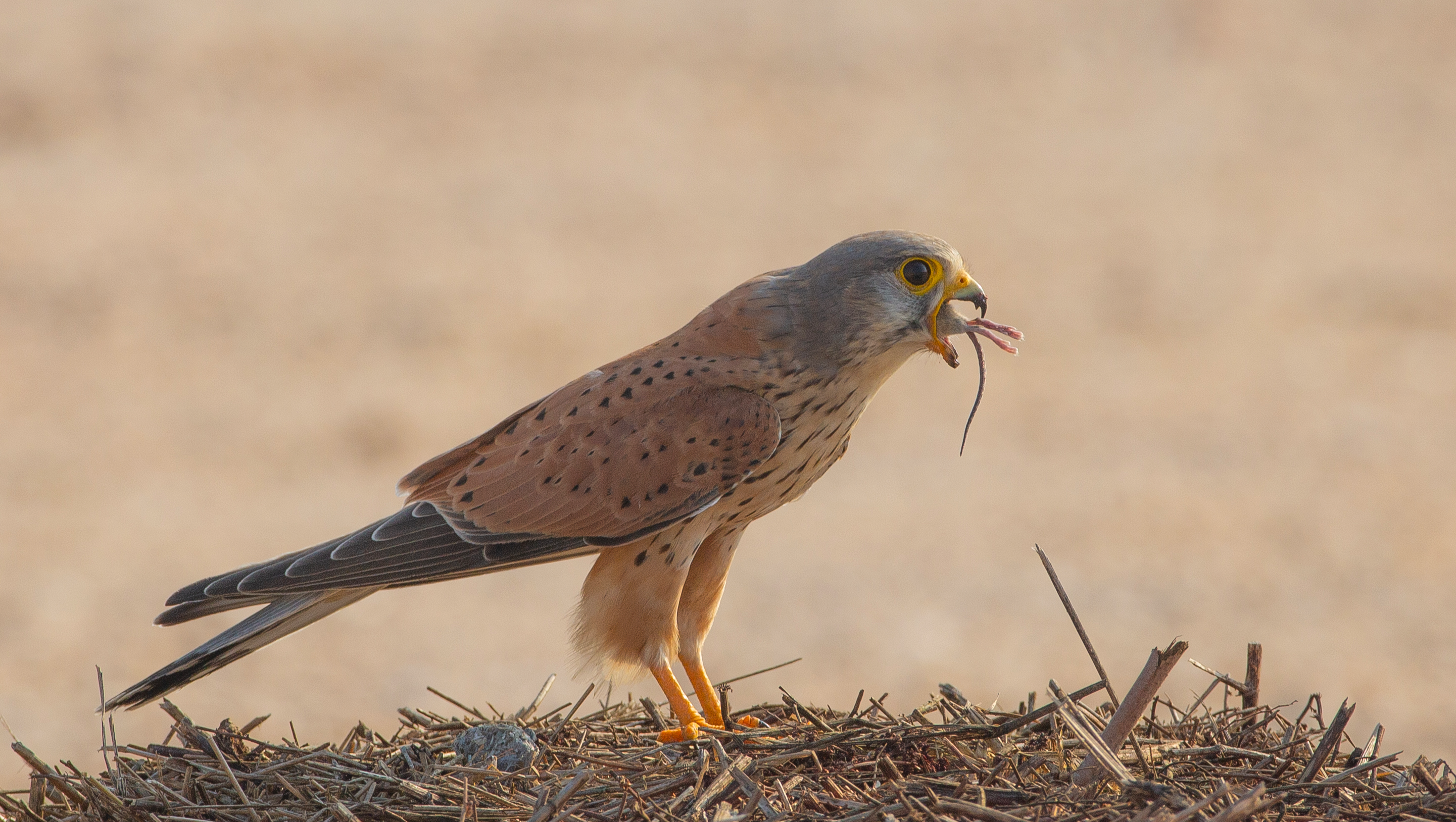 Rinascita di un fotografo naturalista in Sicilia photo