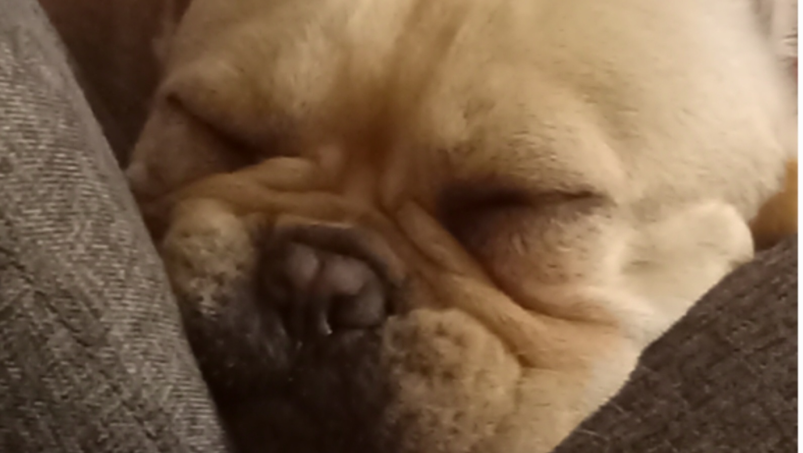 Help Max Cross the Rainbow Bridge