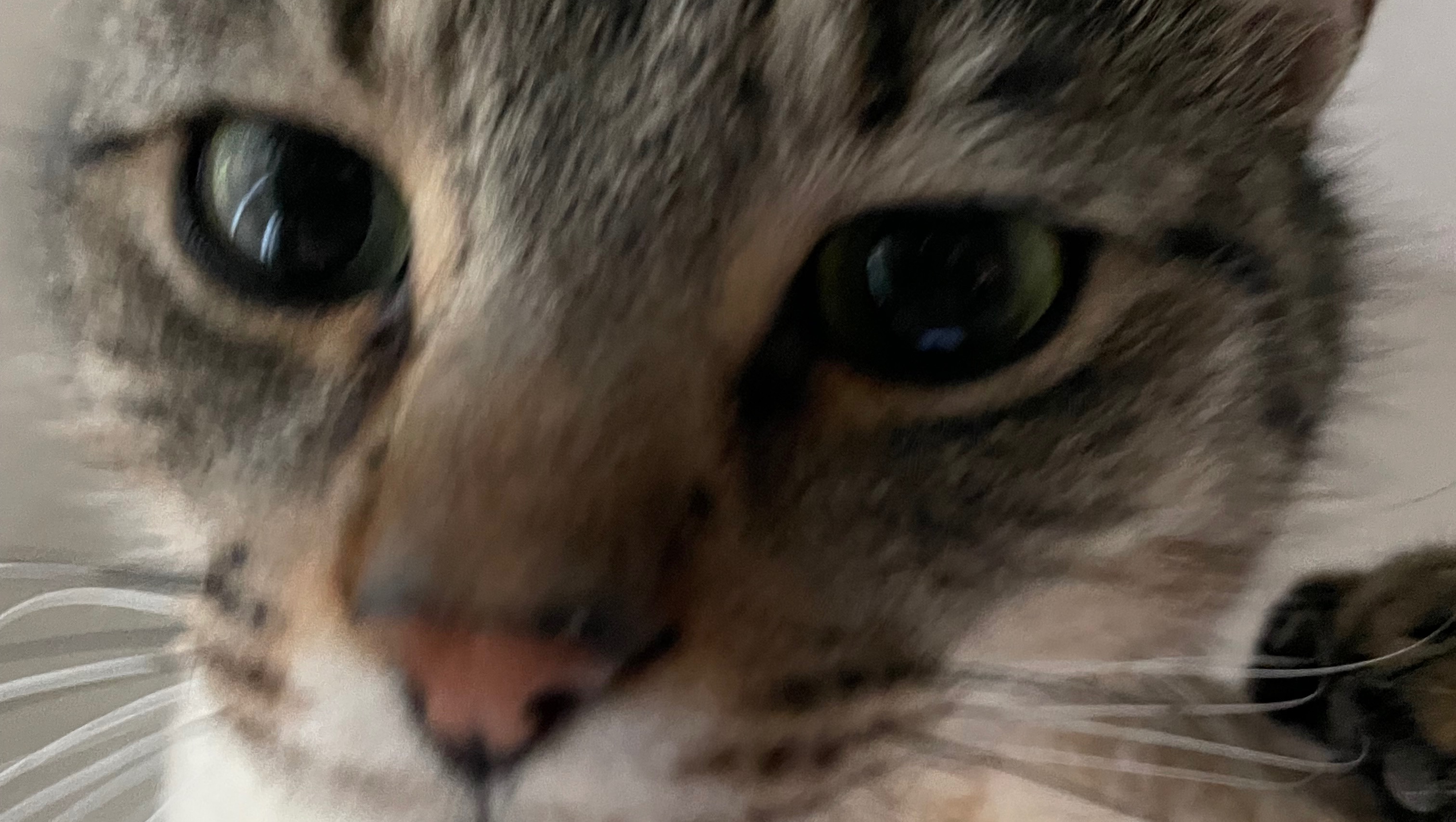 Donate  to help spay and neuter stray cats in our community. photo