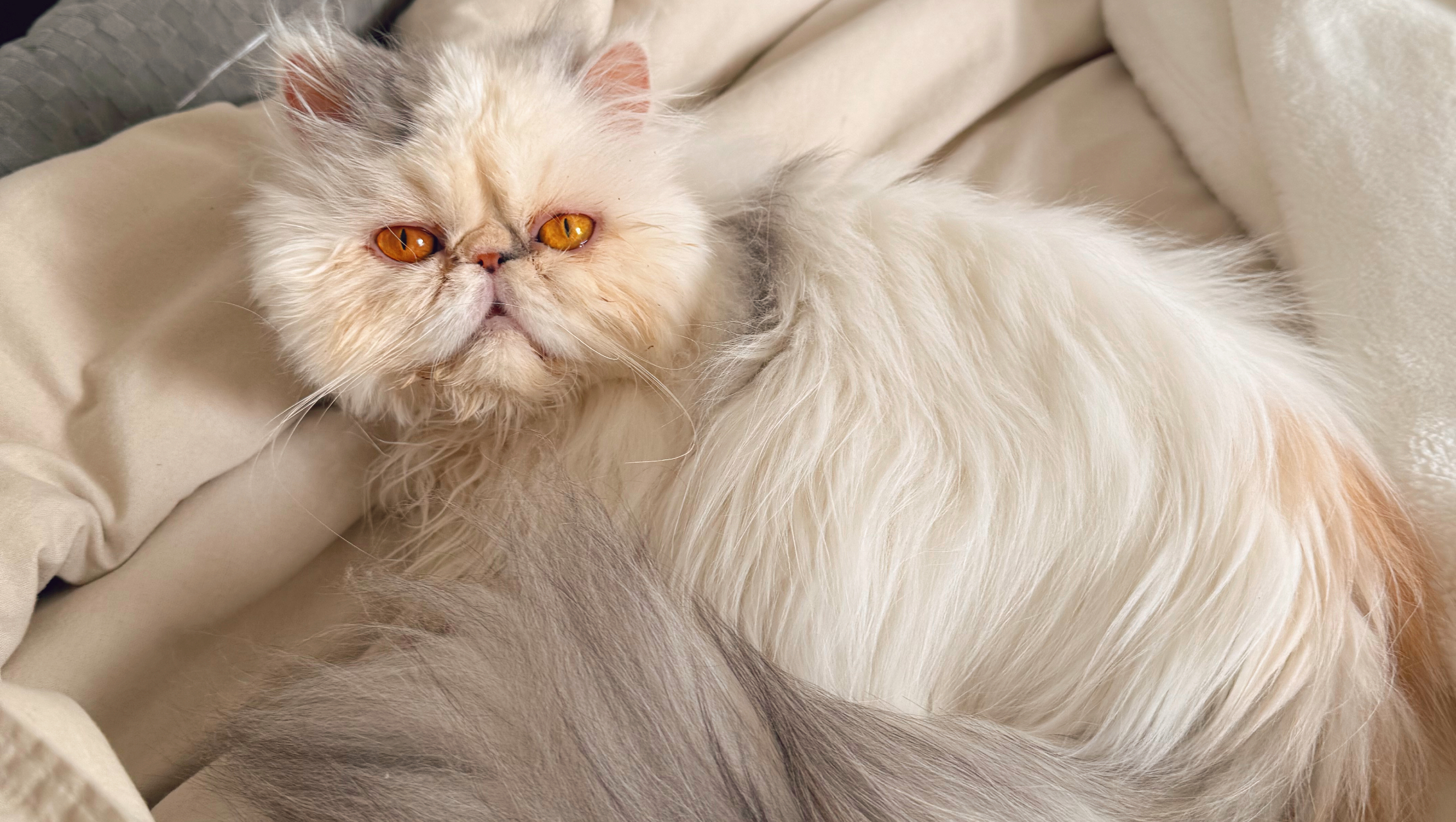 Mary Ratzinger Cat Fundraiser by Emma Reder : Greta Needs Your Help to Fight Cancer