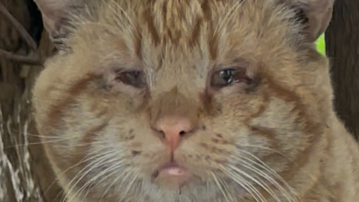 Support Our Neighbor Cats: Big Papa & Mittens photo