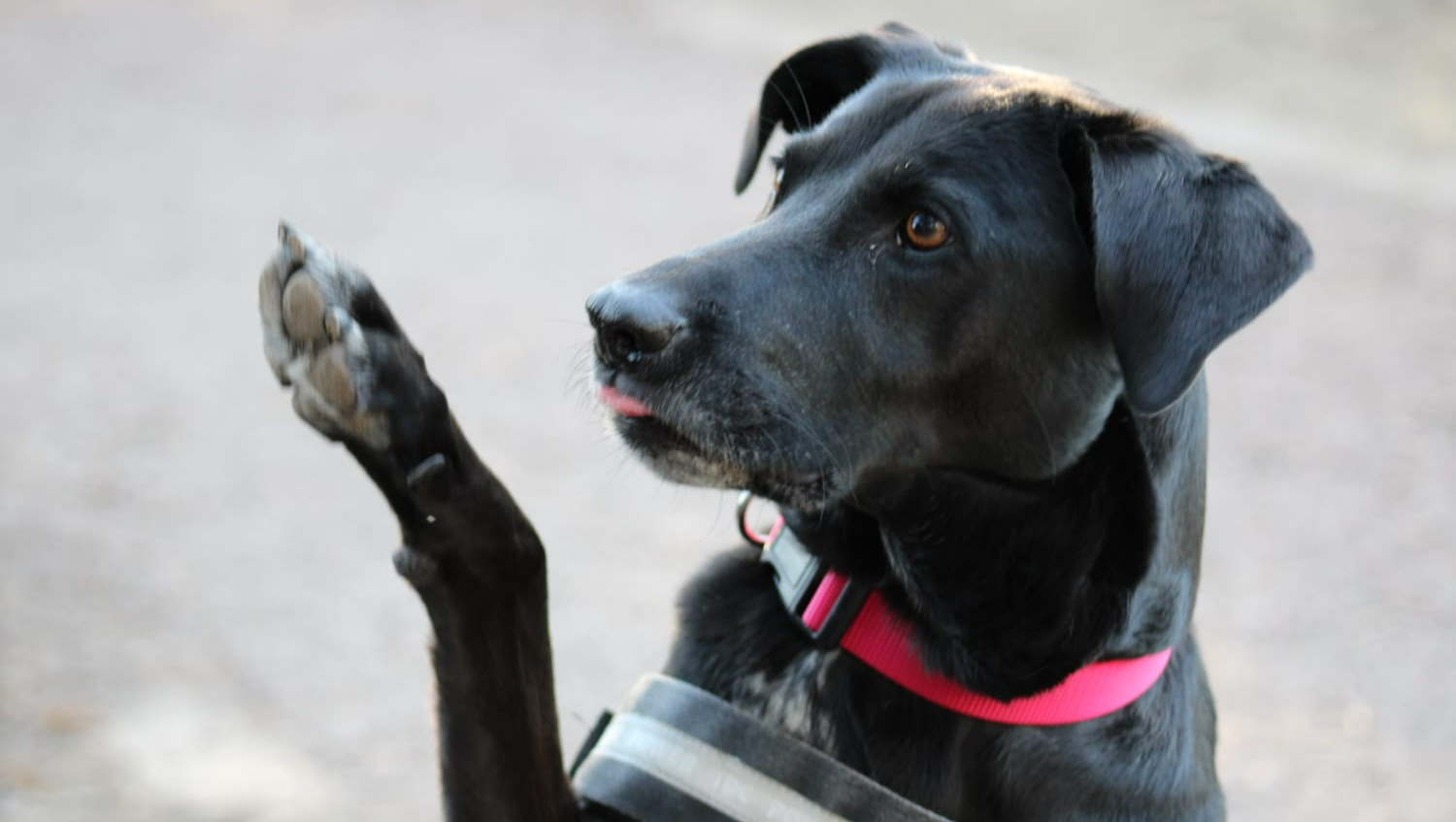 Für einen neuen Stern in meinem Leben  photo