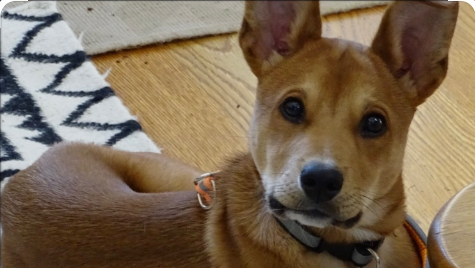 Support Snoopy’s Training and Recovery Journey