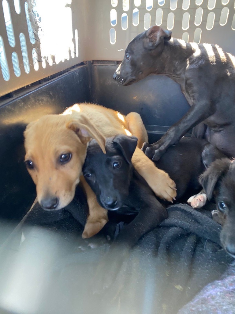 Help Parvo Puppies – Dogs Without Borders Foundation campaign photo, 7 of 8