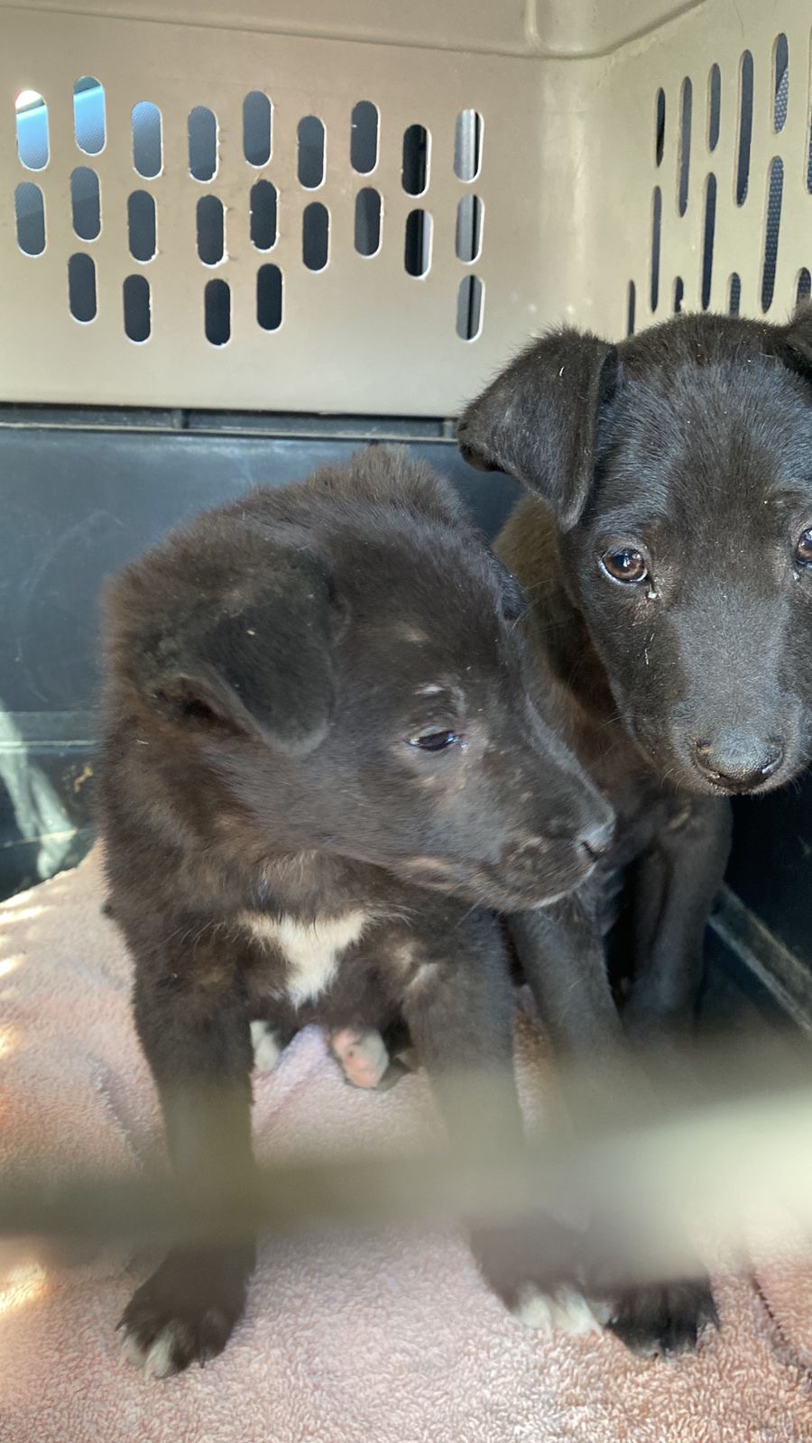 Help Parvo Puppies – Dogs Without Borders Foundation campaign photo, 2 of 8