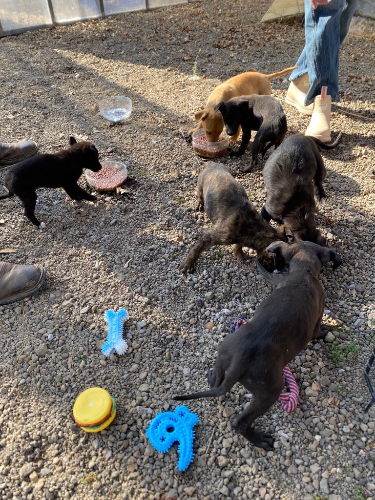 Help Parvo Puppies – Dogs Without Borders Foundation campaign photo, 4 of 8