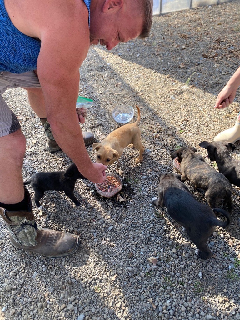 Help Parvo Puppies – Dogs Without Borders Foundation campaign photo, 5 of 8