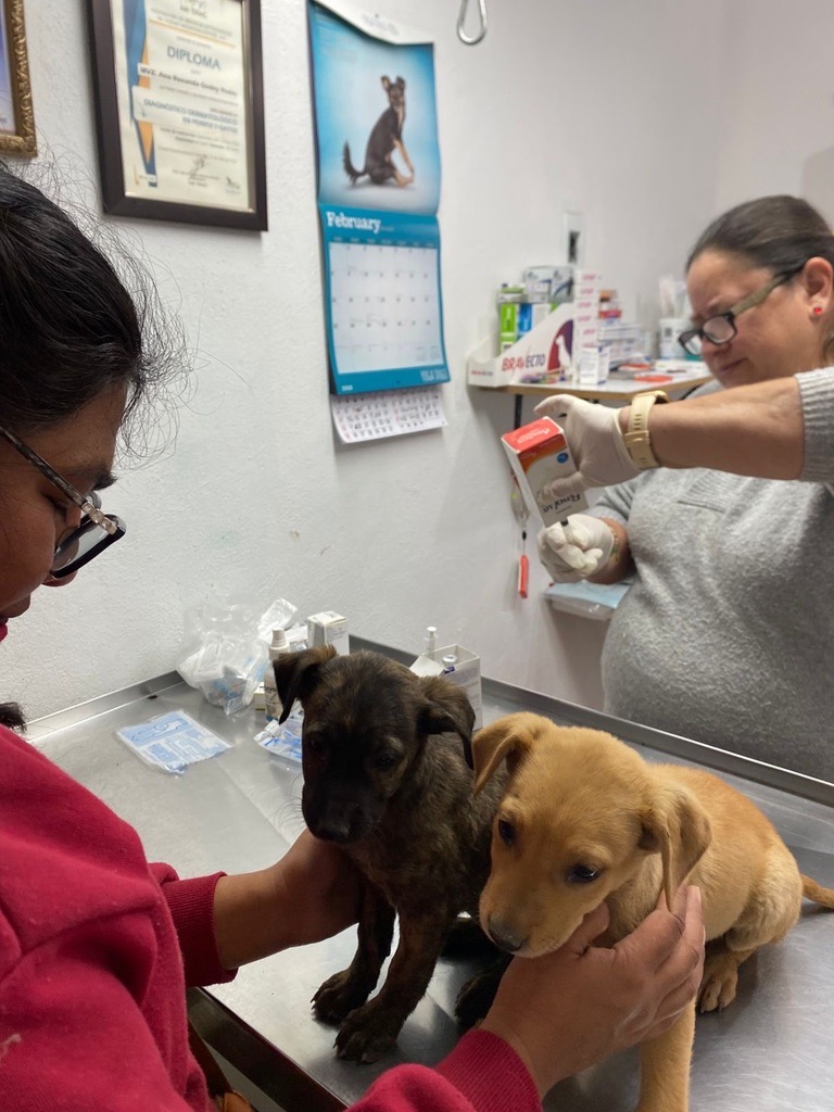 Help Parvo Puppies – Dogs Without Borders Foundation campaign photo, 6 of 8