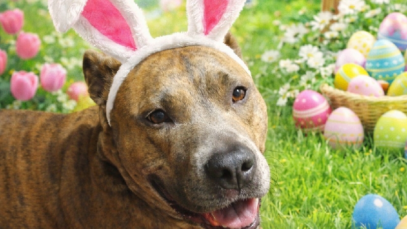 Urgent Surgery for Lonnie’s Tumor and Heart Testing photo