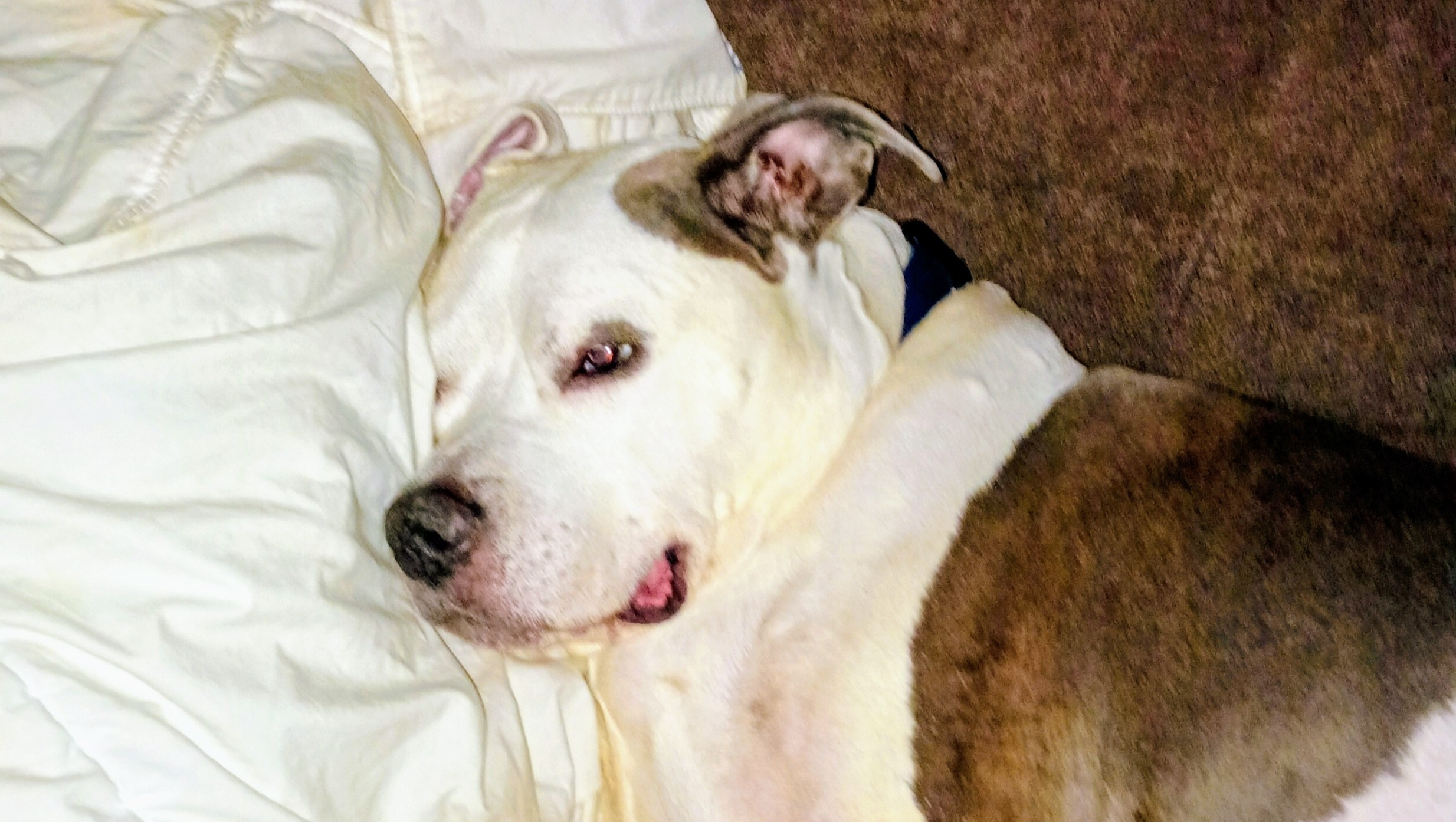 Euthanizing and cremation of my 12-year-old American Staffor photo