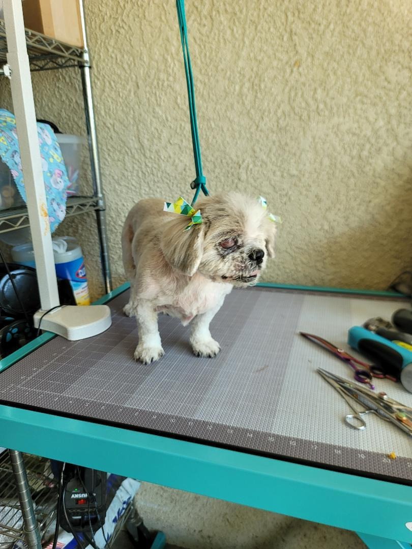 Help Miel, a blind senior dog, stay safe campaign photo, 7 of 8