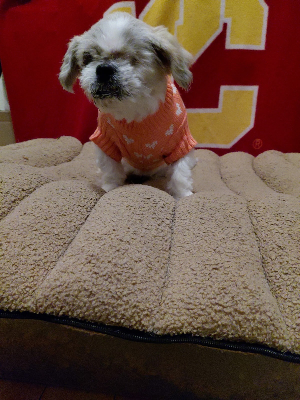 Help Miel, a blind senior dog, stay safe campaign photo, 5 of 8