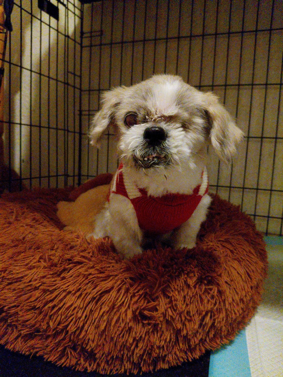 Help Miel, a blind senior dog, stay safe campaign photo, 6 of 8