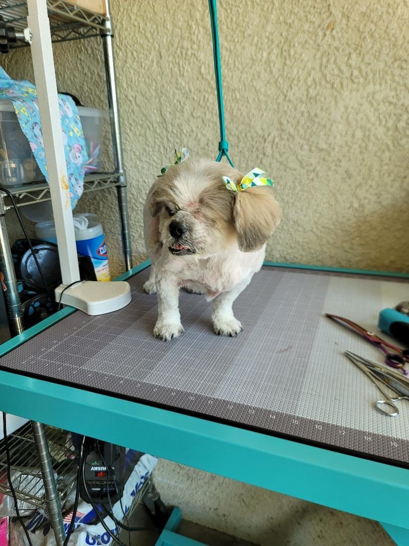 Help Miel, a blind senior dog, stay safe campaign photo, 4 of 8