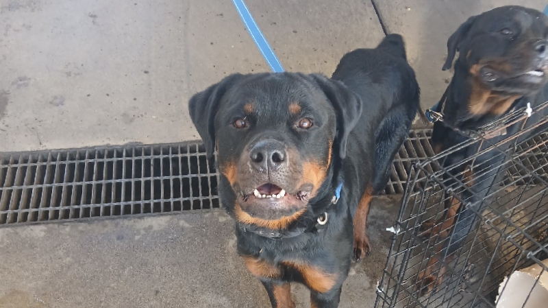 Help Reigns & Family Find Safety & Hope photo