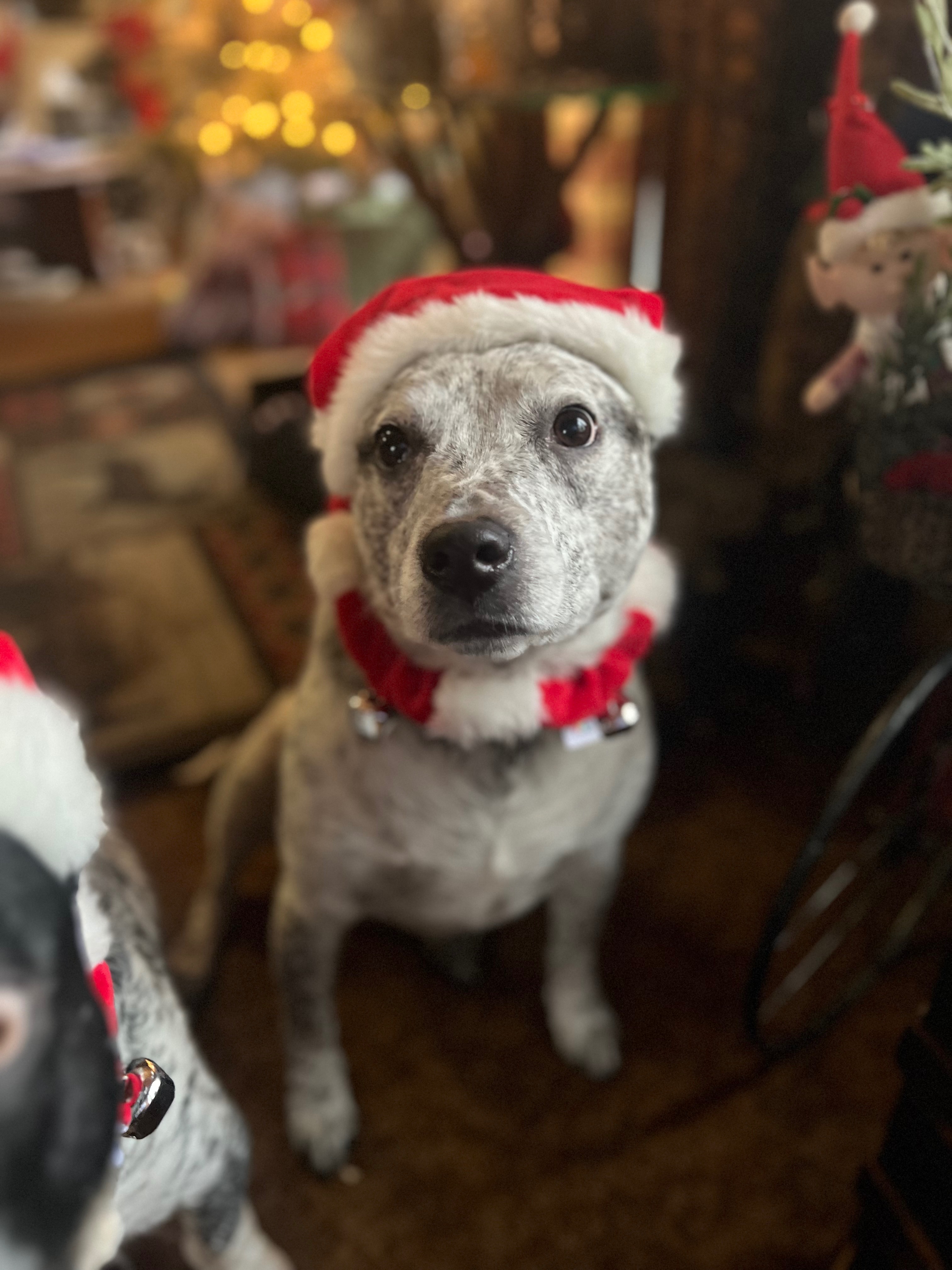 Fundraiser by jessica handschuh : Help Us Rebuild After House Fire
