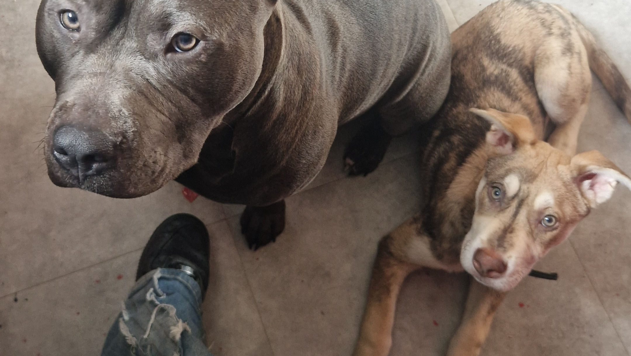 Kenai's hernia surgery