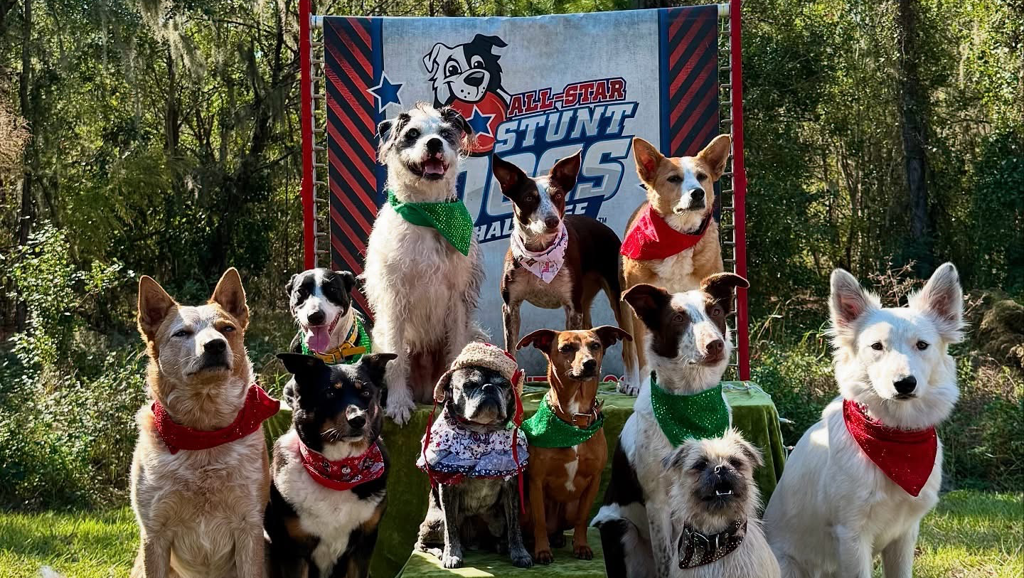 Help Abby & Her Dogs Stay Safe on the Road photo