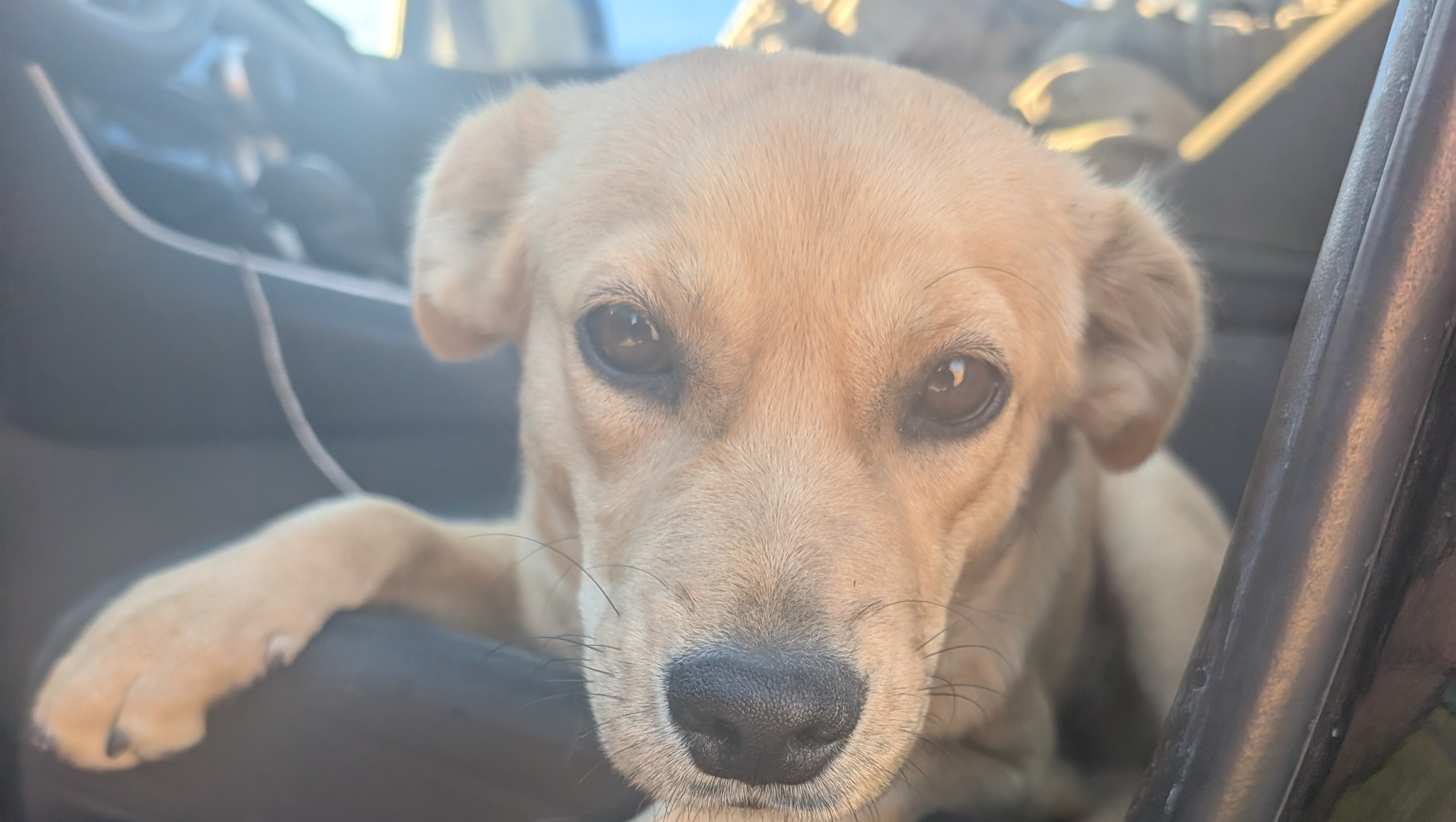 A Lifeline for Sophie and Me: Help Us Get Home photo