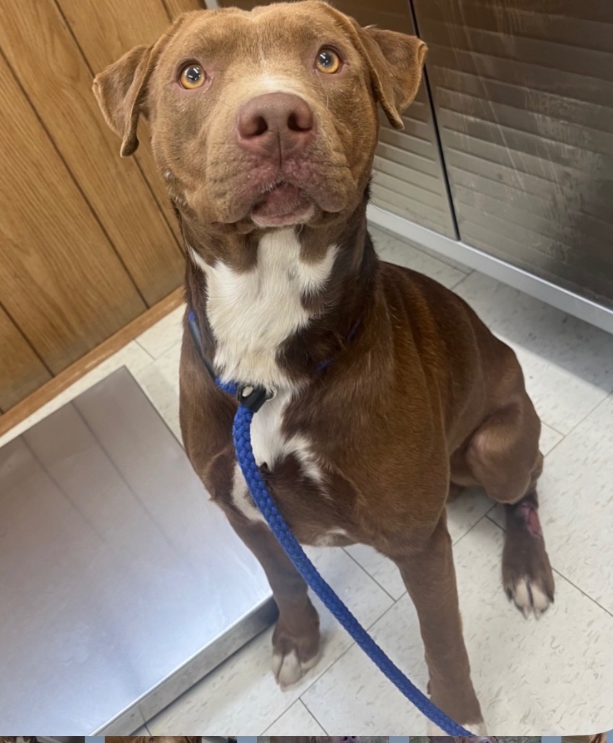 Help Butch & Droolius Leave the Shelter for HW Treatment campaign photo, 4 of 4