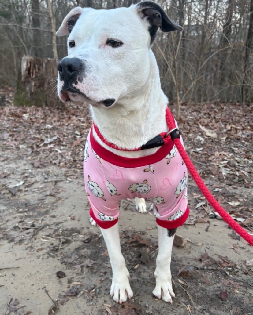 Help Butch & Droolius Leave the Shelter for HW Treatment campaign photo, 2 of 4